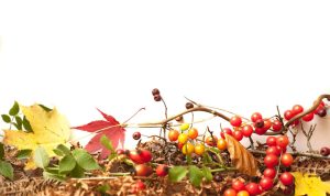 Seasonal Trends in Childrens Product Purchases and Sales Strategies