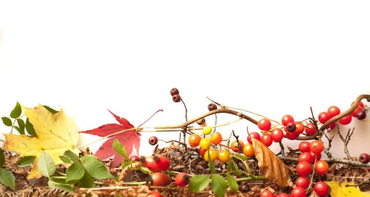 Seasonal Trends in Childrens Product Purchases and Sales Strategies