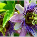 Natural Remedies For Anxiety And Stress Relief