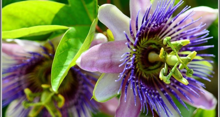 Natural Remedies For Anxiety And Stress Relief