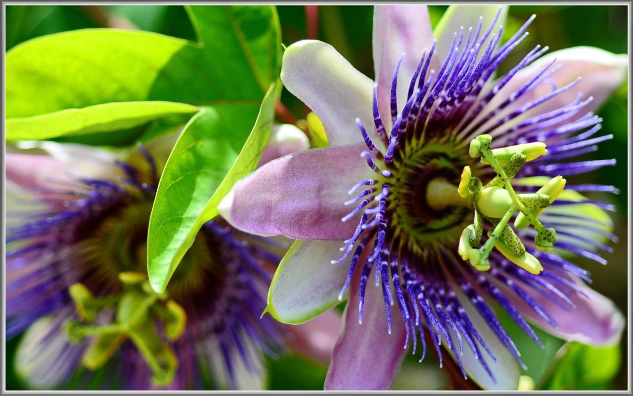 Natural Remedies For Anxiety And Stress Relief